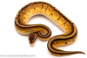 Genetic Stripe ball python