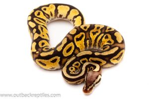 Ball python for sale