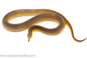 Schaphiophis Hooked nose snake for sale