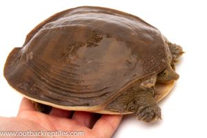 Softshell turtle for sale
