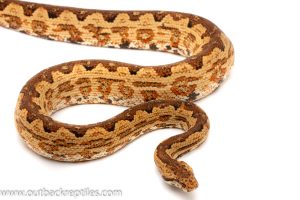 Solomon Island Ground Boa for sale