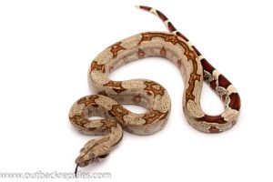 Suriname boa for sale