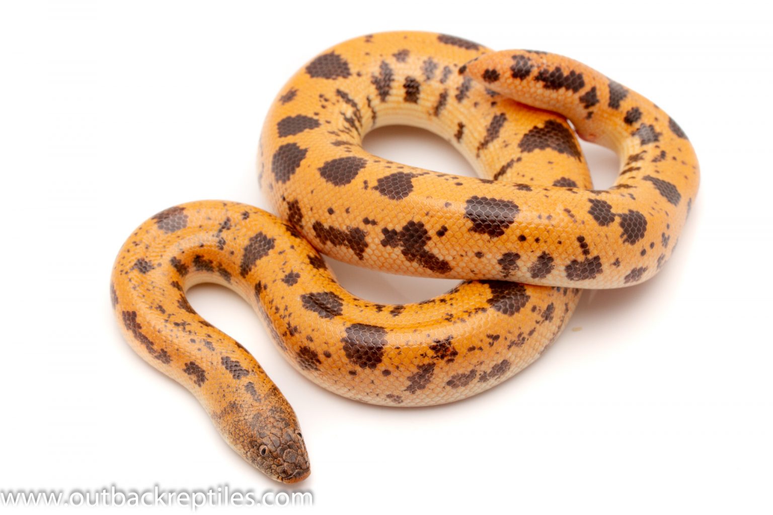 Volta Ball Pythons | Outback Reptiles