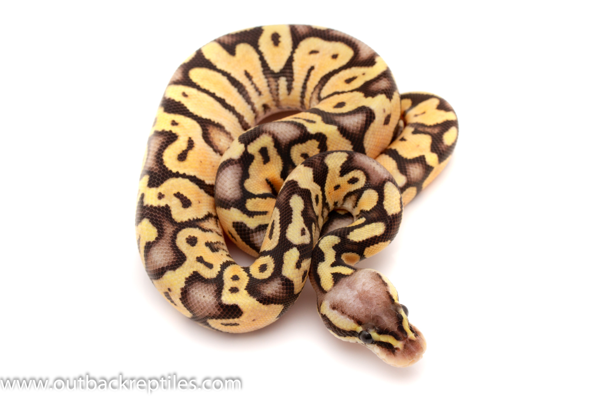 Super Pastel Lace female 70g-5545 | Outback Reptiles