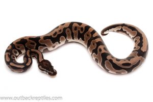 VPI Axanthic Ball python for sale