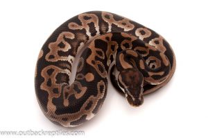 VPI Axanthic Ball python for sale