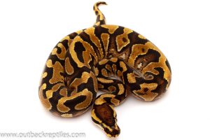 Het Clown ball python for sale