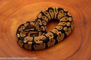Dinker Ball Python for sale