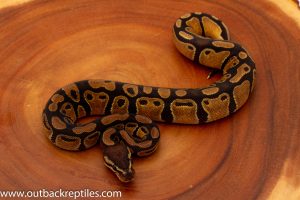 Baby ball python for sale