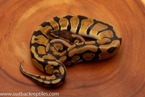 Dinker Ball Python for sale