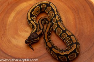 Dinker ball python for sale