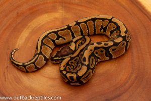 African Import ball pythons for sale