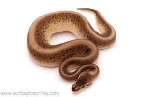 Black Head ball python for sale