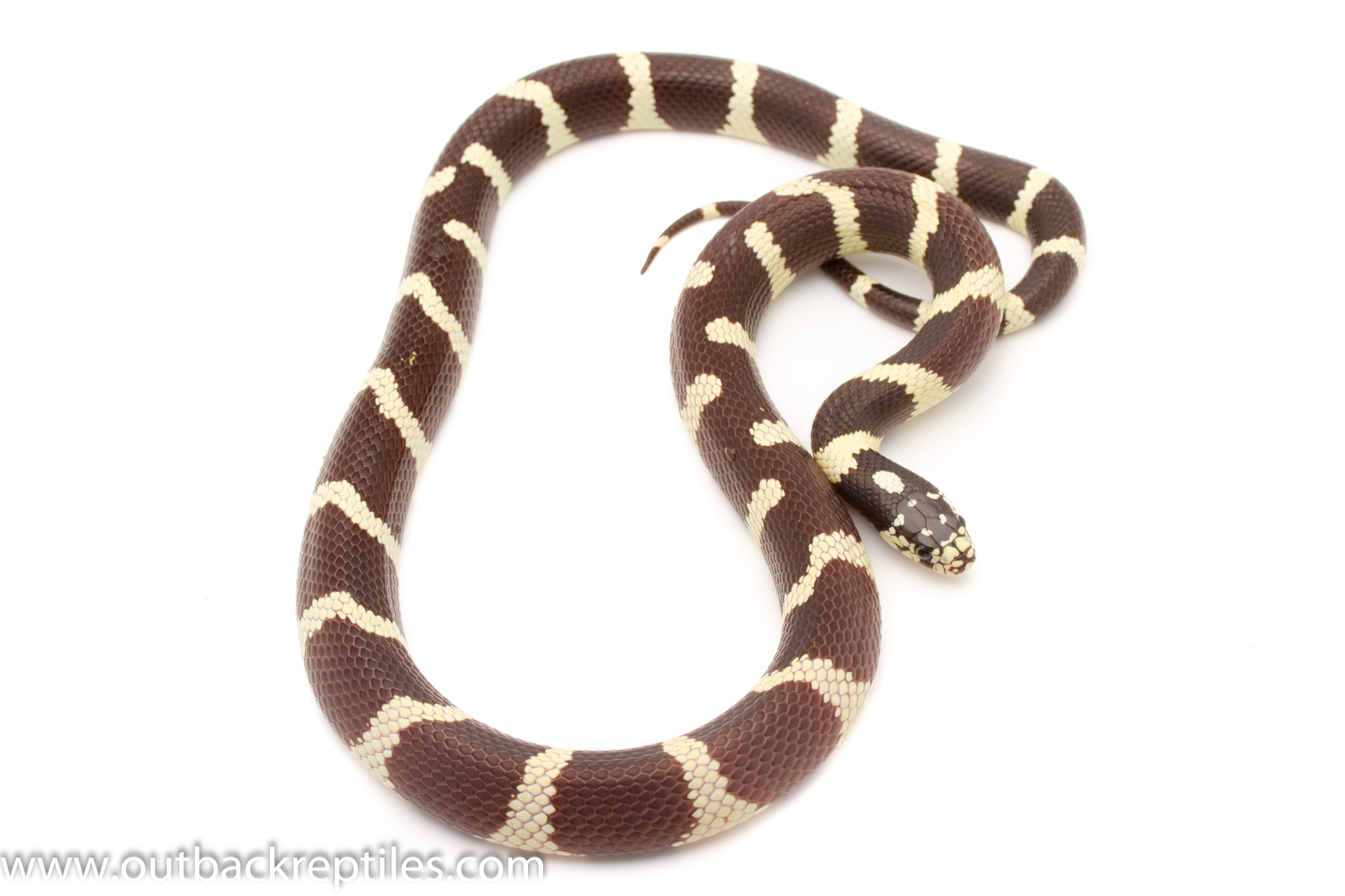 california-kingsnake-outback-reptiles