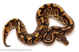 Cinnamon ball python for sale
