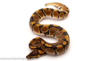 baby ball python for sale