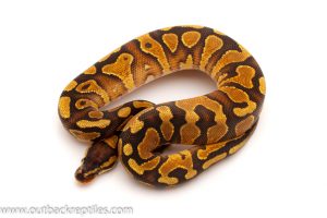 Baby Ball Python for sale