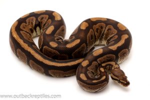Adult ball python for sale
