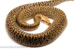 Burmese python for sale