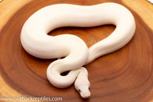 Blue Eyed Lucy Ball Python for sale