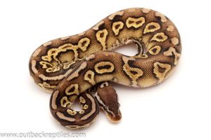 Black Head Ball python for sale