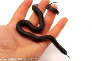 Mexican Black King snake for sale