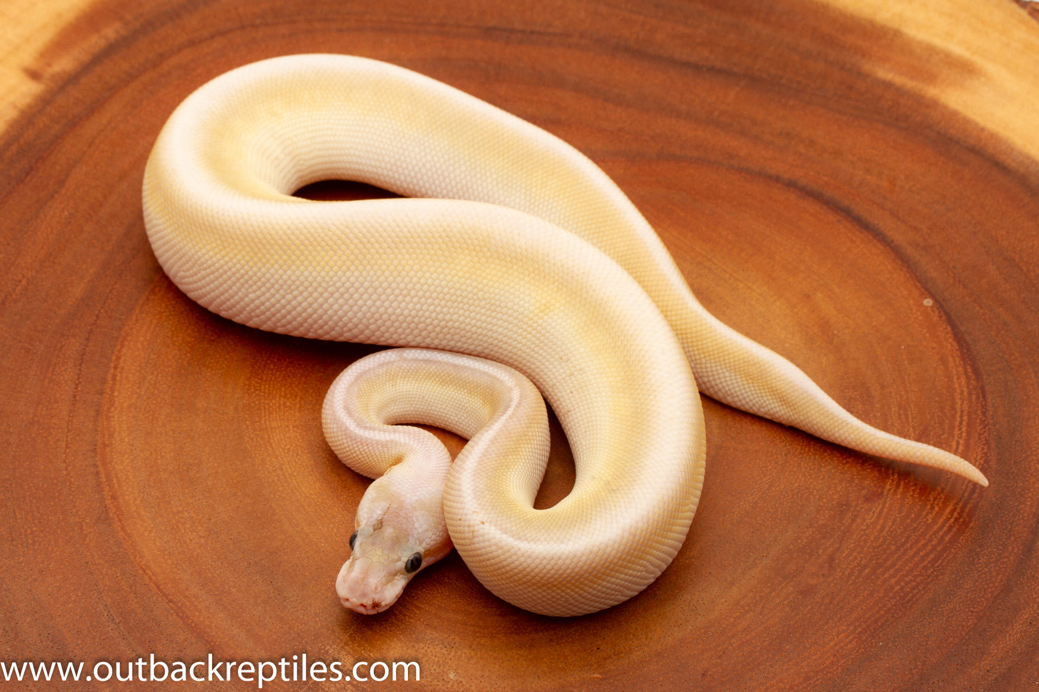Ball Pythons for Sale | Outback Reptiles