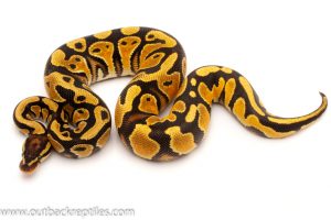 Daddy Ball Python for sale