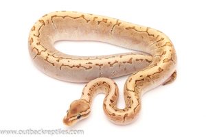 Bamboo Ball Python for sale