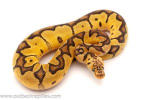 Pastel Clown Ball Python for sale