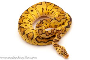 Pastel Clown Ball Python for sale