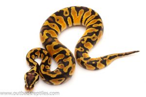 Pastel Ball Python for sale