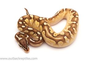 Sable ball python for sale