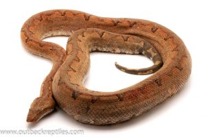 Solomon Island ground boas for sale