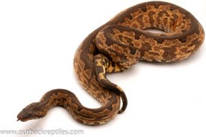 Ground boas for sale