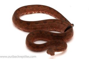 Solomon Island Ground Boa for sale