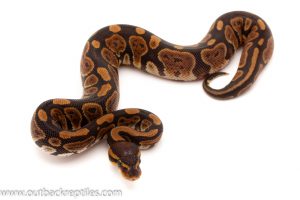 dinker ball pythons for sale