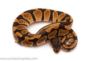 Baby Ball Pythons for sale