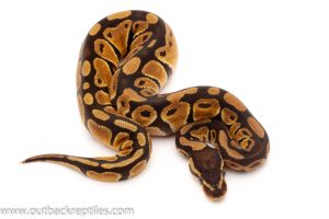 Pastel ball python for sale