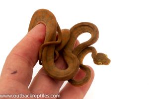 Amazon tree boa for sale