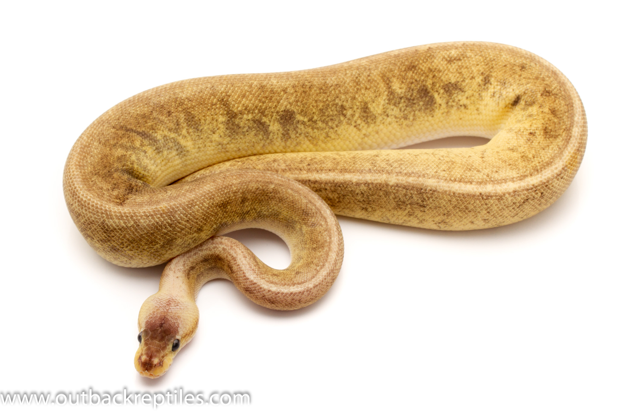 Female GHI Pewter Pinstripe 300g Outback Reptiles