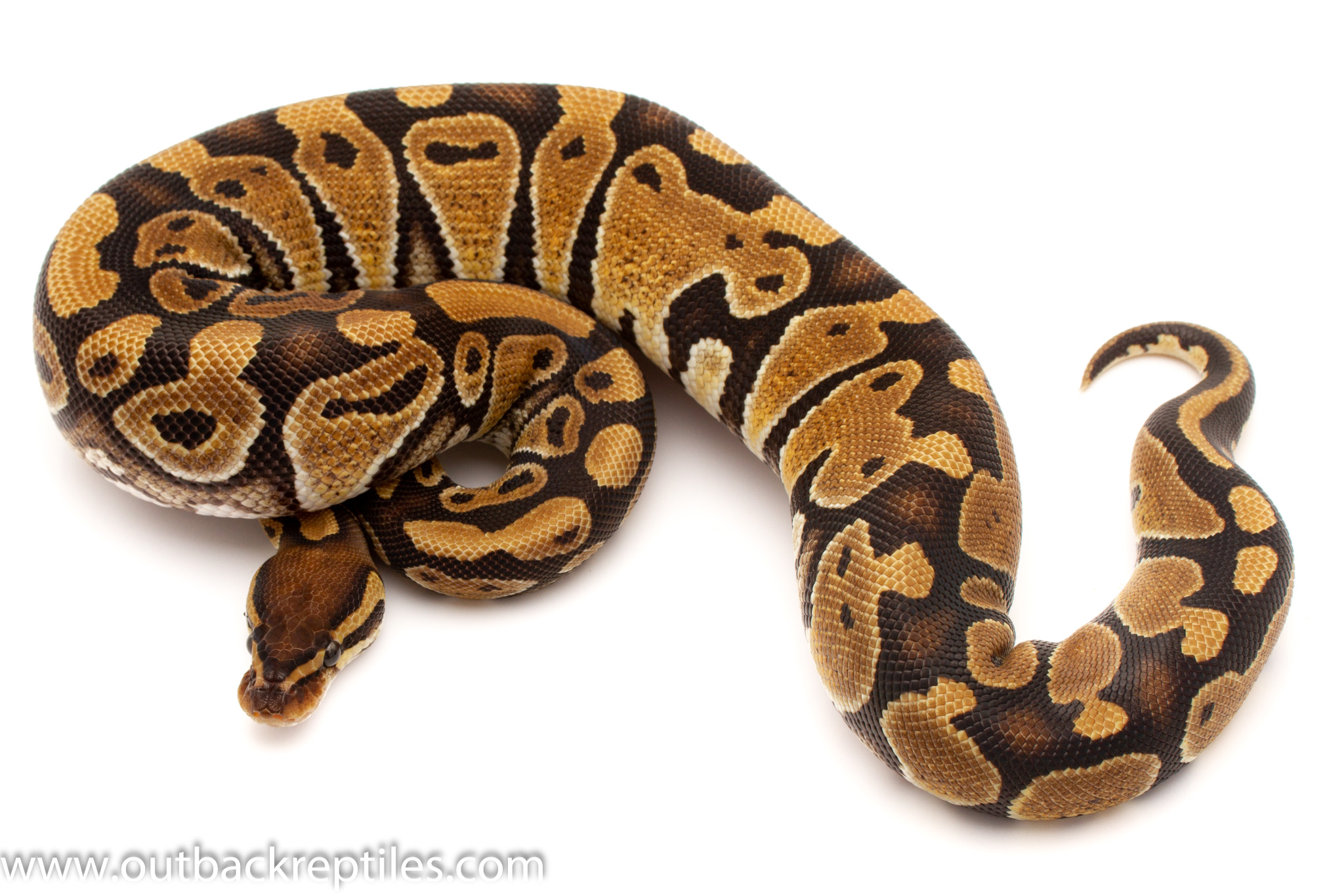 Female Het VPI AX 334g | Outback Reptiles