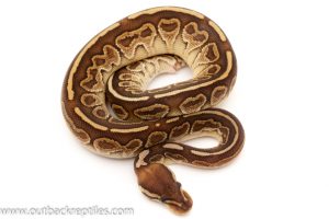 Baby Ball Python for sale