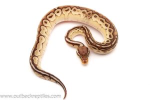 Baby Ball Python for sale