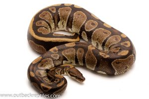 Ball Pythons for sale