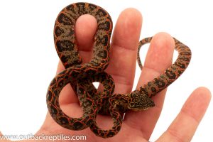 Amazon tree boas for sale