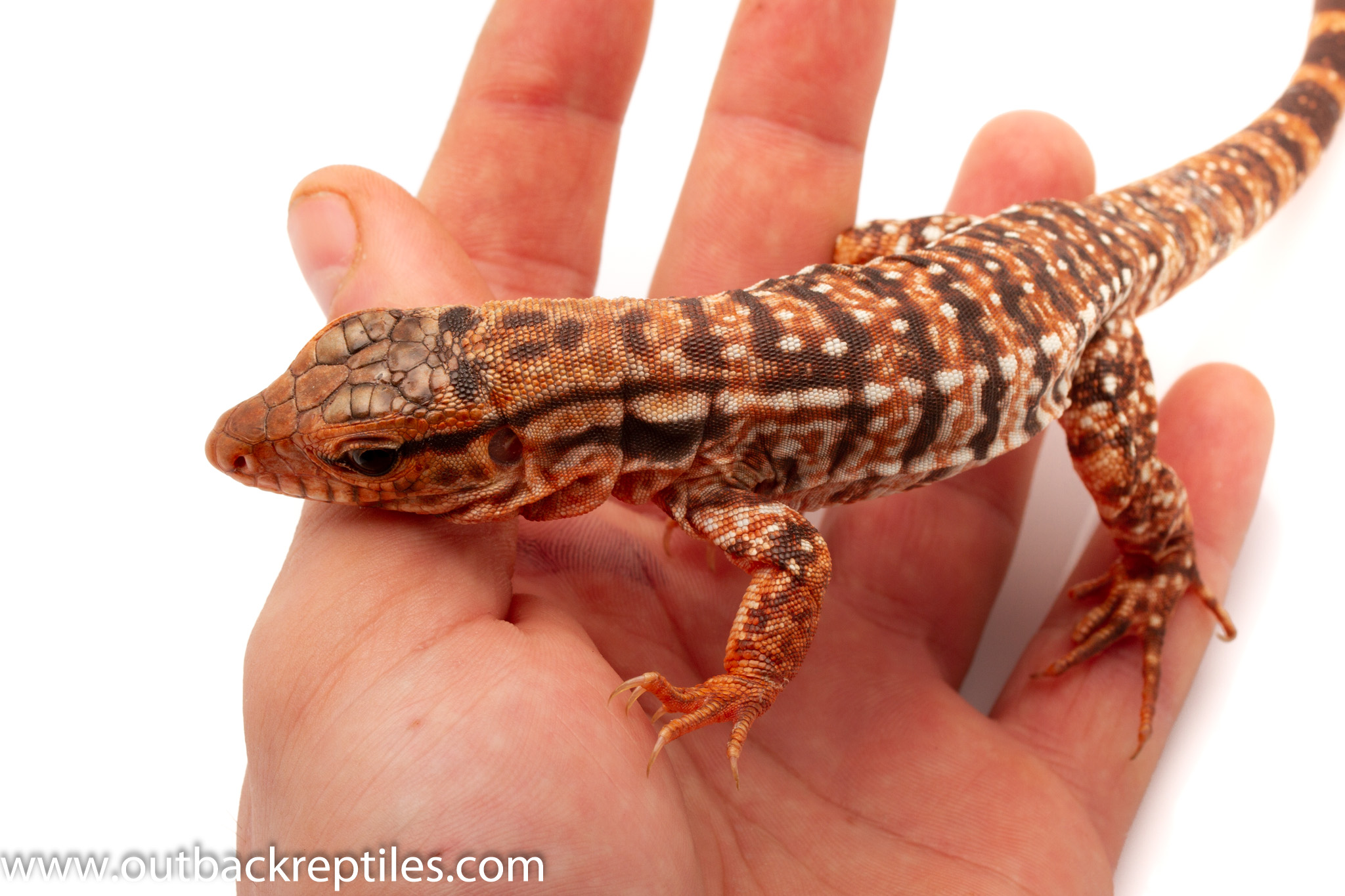 High Colored Red Tegu_ Outback Reptiles