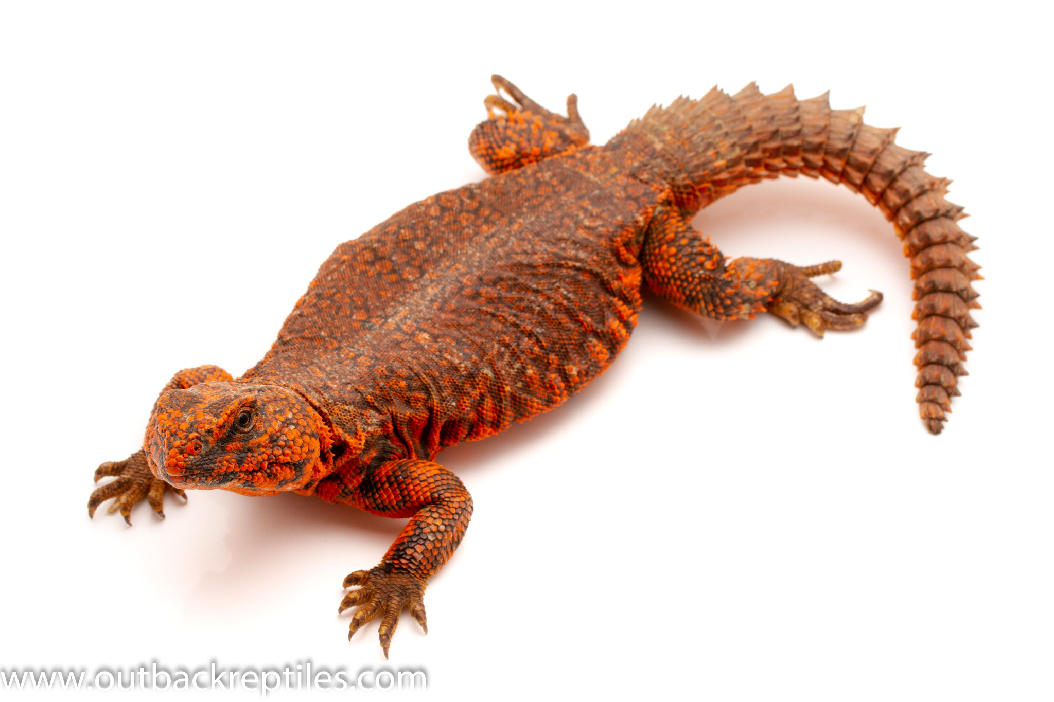Uromastyx for sale Outback Reptiles