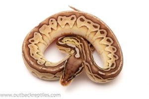 Het Red Axanthic Ball Python for sale