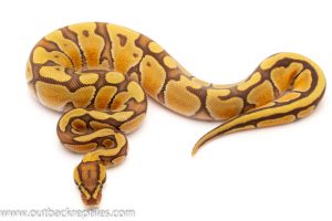 Ghost Ball Python for sale